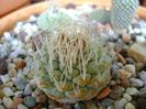 Strombocactus disciformis