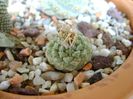 Strombocactus disciformis ssp. jarmillae, Vizzaron, Mx.