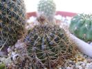 Lobivia arachnacantha v. densiseta (Echinopsis ancistrophora ssp. arachnacantha)