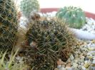 Lobivia arachnacantha v. densiseta (Echinopsis ancistrophora ssp. arachnacantha)