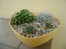 Grup de 4 cactusi