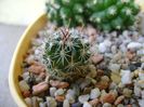 Echinofossulocactus sp.