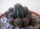 Lobivia (Echinopsis) aurea v. shaferi