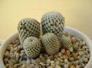 Mammillaria pectinifera