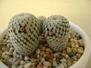 Mammillaria pectinifera