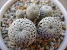 Mammillaria pectinifera