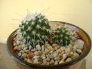 Mammillaria parkinsonii