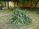 Yucca filamentosa, tije florale