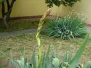 Yucca filamentosa, tije florale