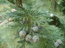 Thuja