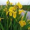2) Iris de balta 10lei