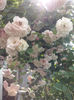 CAM01286