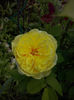 CAM01383