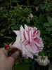 CAM01384