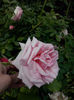CAM01385