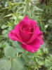 CAM01402