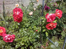 CAM01409