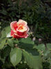 CAM01419