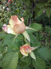CAM01429
