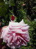 CAM01454