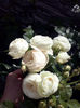 CAM01475