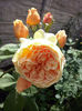 CAM01479