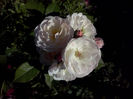 CAM01492