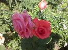CAM01505
