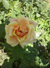 CAM01506