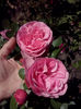 CAM01516