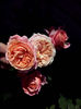 CAM01519