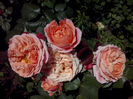 CAM01521
