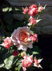 CAM01522