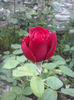 CAM01533