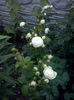 CAM01535