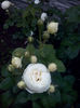 CAM01536
