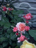 CAM01542