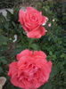 CAM01585