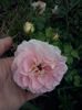 CAM01591