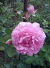 CAM01594