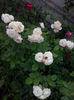 CAM01616