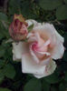 CAM01631