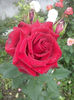 CAM01634