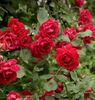 rosa-pauls-scarlet-76226