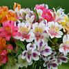 Alstroemeria Ligtu Hybrids (Crin Peruvian) - 10.6 lei