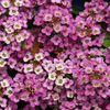 Alyssum Royal Carpet (Ciucusoara Roz-Violet) - 9.7 lei