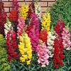 Antirrhinum Snap Happy Mixed (Gura Leului) – 9.6 lei