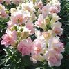 Antirrhinum Twinny Appleblossom F1 (Gura Leului) –  11.7 lei