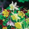 Aquilegia McKanas Giants (Caldaruse) – 9.6 lei