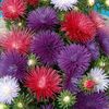 Aster Starlight Mixed (Ochiul Boului) – 9.6 lei